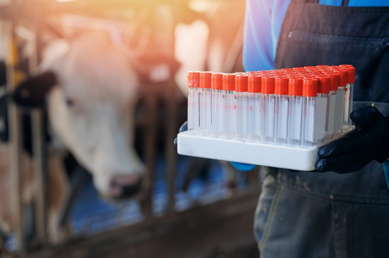 Vet doctor of livestock cattle